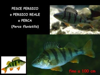 PESCE PERSICO
o PERSICO REALE
o PERCA
(Perca fluviatilis)
fino a 100 cm
 