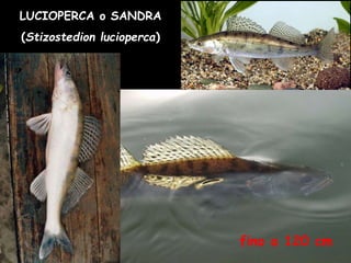 LUCIOPERCA o SANDRA
(Stizostedion lucioperca)
fino a 120 cm
 