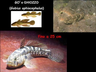 GO’o GHIOZZO
(Gobius ophiocephalus)
fino a 25 cm
 