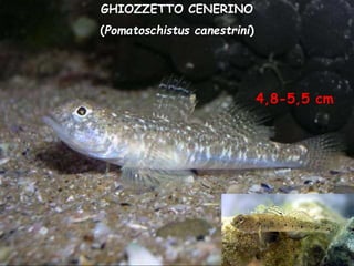 GHIOZZETTO CENERINO
(Pomatoschistus canestrini)
4,8-5,5 cm
 