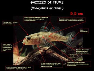 GHIOZZO DI FIUME
(Padogobius martensi)
5,5 cm
 