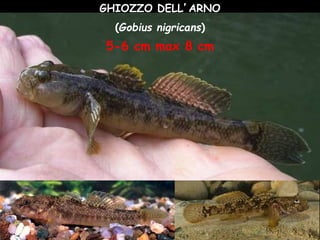 GHIOZZO DELL’ARNO
(Gobius nigricans)
5-6 cm max 8 cm
 