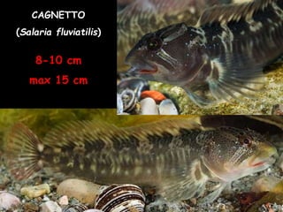 CAGNETTO
(Salaria fluviatilis)
8-10 cm
max 15 cm
 