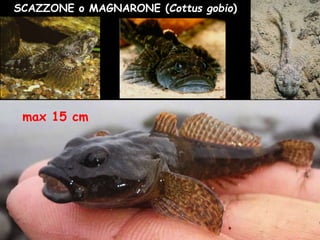 SCAZZONE o MAGNARONE (Cottus gobio)
max 15 cm
 