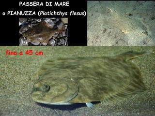 PASSERA DI MARE
o PIANUZZA (Platichthys flesus)
fino a 45 cm
 