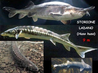 STORIONE
LADANO
(Huso huso)
9 m
 