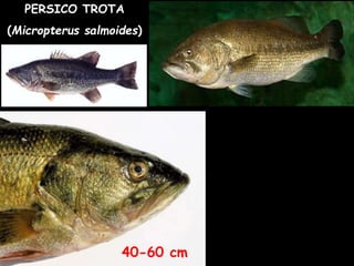 40-60 cm
PERSICO TROTA
(Micropterus salmoides)
 