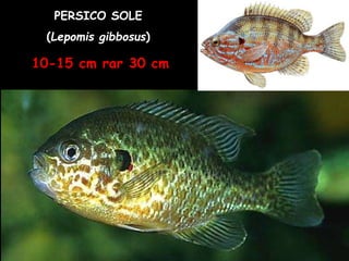 PERSICO SOLE
(Lepomis gibbosus)
10-15 cm rar 30 cm
 