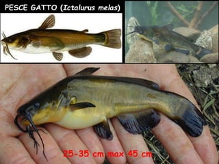 PESCE GATTO (Ictalurus melas)
25-35 cm max 45 cm
 