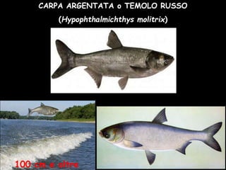 CARPA ARGENTATA o TEMOLO RUSSO
(Hypophthalmichthys molitrix)
100 cm e oltre
 