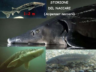 STORIONE
DEL NACCARI
(Acipenser naccarii)1-2 m
 