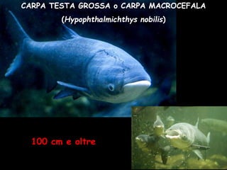 CARPA TESTA GROSSA o CARPA MACROCEFALA
(Hypophthalmichthys nobilis)
100 cm e oltre
 