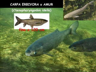CARPA ERBIVORA o AMUR
(Ctenopharyngodon idella)
fino a 120 cm
 