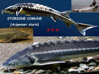 STORIONE COMUNE
(Acipenser sturio)
3-6 m
 