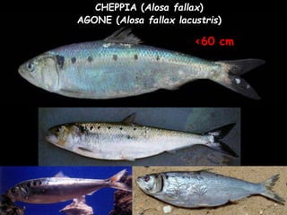CHEPPIA (Alosa fallax)
<60 cm
AGONE (Alosa fallax lacustris)
 