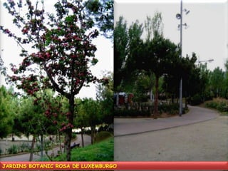 JARDINS BOTANIC ROSA DE LUXEMBURGO