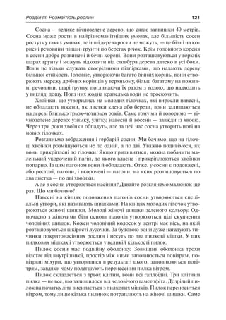 Розділ ІІІ. Розмаїтість рослин	 121
Сосна — велике вічнозелене дерево, що сягає заввишки 40 метрів.
Сосна може рости в найрізноманітніших умовах, але більшість сосен
ростуть у таких умовах, де інші дерева рости не можуть, — це бідні на ко-
рисні речовини піщані ґрунти по берегах річок. Крім головного кореня
в сосни добре розвинені й бічні корені. Вони розташовуються у верхніх
шарах ґрунту і можуть відходити від стовбура дерева далеко в усі боки.
Вони не тільки служать своєрідними підпірками, що надають дереву
більшої стійкості. Головне, утворюючи багато бічних корінь, вони ство-
рюють мережу дрібних корінців у верхньому, більш багатому на пожив-
ні речовини, шарі ґрунту, поглинаючи їх разом з водою, що надходить
у вигляді дощу. Повз них жодна крапелька води не проскочить.
Хвоїнки, що утворились на молодих гілочках, які виросли навесні,
не обпадають восени, як листки клена або берези, вони залишаються
на дереві близько трьох-чотирьох років. Саме тому ми й говоримо — ві-
чнозелене дерево: узимку, улітку, навесні й восени — завжди із хвоєю.
Через три роки хвоїнки обпадуть, але за цей час сосна утворить нові на
нових гілочках.
Розгляньмо зображення і гербарій сосни. Ми бачимо, що на гілоч-
ці хвоїнки розміщуються не по одній, а по дві. Уважно подивімося, як
вони прикріплені до гілочки. Якщо придивитися, можна побачити ма-
ленький укорочений пагін, до якого власне і прикріплюються хвоїнки
попарно. Із цим пагоном вони й обпадають. Отже, у сосни є подовжені,
або ростові, пагони, і вкорочені — пагони, на яких розташовується по
два листка — по дві хвоїнки.
А де в сосни утворюється насіння? Давайте розглянемо малюнок ще
раз. Що ми бачимо?
Навесні на кінцях подовжених пагонів сосни утворюються спеці-
альні утвори, які називають шишками. На кінцях молодих гілочок утво-
рюються жіночі шишки. Молоді жіночі шишки зеленого кольору. Од-
ночасно з жіночими біля основи пагонів утворюються цілі скупчення
чоловічих шишок. Кожен чоловічий колосок у центрі має вісь, на якій
розташовуються шкірясті лусочки. За будовою вони дуже нагадують ти-
чинки покритонасінних рослин і несуть по два пилкові мішки. У цих
пилкових мішках і утворюється у великій кількості пилок.
Пилок сосни має подвійну оболонку. Зовнішня оболонка трохи
відстає від внутрішньої, простір між ними заповнюється повітрям, по-
вітряні міхури, що утворилися в результаті цього, заповнюються пові-
трям, завдяки чому полегшують перенесення пилка вітром.
Пилок складається з трьох клітин, вони всі гаплоїдні. Три клітини
пилка — це все, що залишилося від чоловічого гаметофіта. Дозрілий пи-
лок на початку літа висипається з пилкових мішків. Пилок переноситься
вітром, тому лише кілька пилинок потрапляють на жіночі шишки. Саме
 