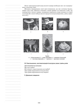 102
Пісок і фільтрувальний папір вологої камери необхідно весь час підтриму-
вати у вологому стані.
Методика вирощування сизої цвілі (пеніцилу), що має клітинну будову,
майже така сама. Виняток становить такий прийом: на шматочок хліба, що
поміщається у вологу камеру, попередньо переносять спори пеніцилу зі старої
культури або з якого-небудь цвілого продукту (плоди цитрусових, джем, варен-
ня та ін.).
а б в
г д е
Гриби:
а — бліда поганка; б — глива звичайна; в — дощовик гіганський;
г — мухомор червоний; д — строчок; е — трутовик сосновий
IV. Узагальнення, систематизація й контроль знань і вмінь учнів
Дати відповіді на питання
Що таке гриби?
Які ознаки є характерними для грибів?
Чим гриби відрізняються від рослин?
Чим гриби відрізняються від тварин?
V. Домашнє завдання
 