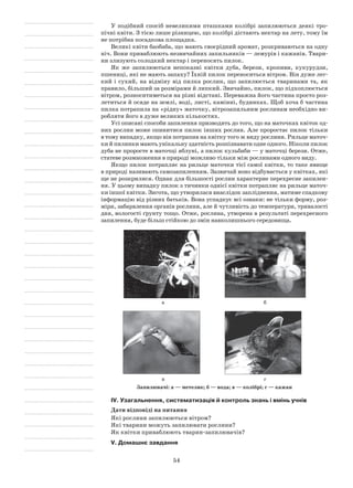 54
У подібний спосіб невеликими пташками колібрі запилюються деякі тро-
пічні квіти. З тією лише різницею, що колібрі дістають нектар на лету, тому їм
не потрібна посадкова площадка.
Великі квіти баобаба, що мають своєрідний аромат, розкриваються на одну
ніч. Вони приваблюють незвичайних запильників — лемурів і кажанів. Твари-
ни злизують солодкий нектар і переносять пилок.
Як же запилюються непоказні квітки дуба, берези, кропиви, кукурудзи,
пшениці, які не мають запаху? Їхній пилок переноситься вітром. Він дуже лег-
кий і сухий, на відміну від пилка рослин, що запилюється тваринами та, як
правило, більший за розмірами й липкий. Звичайно, пилок, що підхоплюється
вітром, розноситиметься на різні відстані. Переважна його частина просто роз-
летиться й осяде на землі, воді, листі, камінні, будинках. Щоб хоча б частина
пилка потрапила на «рідну» маточку, вітрозапильним рослинам необхідно ви-
робляти його в дуже великих кількостях.
Усі описані способи запилення призводять до того, що на маточках квіток од-
них рослин може опинитися пилок інших рослин. Але проростає пилок тільки
в тому випадку, якщо він потрапив на квітку того ж виду рослини. Рильце маточ-
ки й пилинки мають унікальну здатність розпізнавати одне одного. Ніколи пилок
дуба не проросте в маточці яблуні, а пилок кульбаби — у маточці берези. Отже,
статеве розмноження в природі можливо тільки між рослинами одного виду.
Якщо пилок потрапляє на рильце маточки тієї самої квітки, то таке явище
в природі називають самозапиленням. Зазвичай воно відбувається у квітках, які
ще не розкрилися. Однак для більшості рослин характерне перехресне запилен-
ня. У цьому випадку пилок з тичинки однієї квітки потрапляє на рильце маточ-
ки іншої квітки. Зигота, що утворилася внаслідок запліднення, матиме спадкову
інформацію від різних батьків. Вона успадкує всі ознаки: не тільки форму, роз-
міри, забарвлення органів рослини, але й чутливість до температури, тривалості
дня, вологості ґрунту тощо. Отже, рослина, утворена в результаті перехресного
запилення, буде більш стійкою до змін навколишнього середовища.
а б
в г
Запилювачі: а — метелик; б — вода; в — колібрі; г — кажан
IV. Узагальнення, систематизація й контроль знань і вмінь учнів
Дати відповіді на питання
Які рослини запилюються вітром?
Які тварини можуть запилювати рослини?
Як квітки приваблюють тварин-запилювачів?
V. Домашнє завдання
 