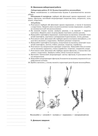 74
IV. Виконання лабораторної роботи
Лабораторна робота № 12. Будова й розмаїтість мохоподібних
Мета: ознайомитись із особливостями будови й різноманітністю мохопо­
дібних.
Обладнання й матеріали: гербарні або фіксовані зразки маршанції, полі-
триха, сфагнума, постійний мікропрепарат спорогона моху, мікроскоп, лупа,
зошит, підручник.
Хід роботи
1.	Розгляньте гербарні або фіксовані зразки маршанції, а також її малюнок
у підручнику. Зверніть увагу на розгалуження талому маршанції, згадайте,
як називається цей тип розгалуження.
2.	На нижній стороні талому знайдіть ризоїди, а на верхній  — вирости-
підставки. Зверніть увагу на різну форму підставок у різних рослин.
3.	Намалюйте гаметофіти маршанції, позначивши на малюнку жіночий і чоло-
вічий гаметофіти, підставки з антеридіями й архегоніями, талом, ризоїди.
4.	Розгляньте живі, фіксовані або гербарні зразки політриха звичайного, а та-
кож його малюнок у підручнику. Знайдіть ризоїди і спорогон.
5.	Намалюйте гаметофіти політриха, позначивши на малюнку жіночий і чоло-
вічий гаметофіти, листки, стебло, ризоїди, спорогон, коробочку.
6.	Розгляньте під мікроскопом препарат спорогона. Замалюйте його й позна-
чте на малюнку кришечку, стінку коробочки, стовпчик, спорангій і спори.
7.	Розгляньте живі, фіксовані або гербарні зразки сфагнуму, а також його ма-
люнок у підручнику. Знайдіть стебло, бічні гілочки й листки.
8.	Виготовте тимчасовий мікропрепарат листка сфагнуму й розгляньте його
під мікроскопом.
9.	Замалюйте мікропрепарат сфагнуму й позначте на малюнку водоносні й хло-
рофілоносні клітини.
10.	Зробіть висновок, у якому вкажіть характерні риси будови мохоподібних.
а б
в г
Мохоподібні: а — дістихій; б — політріх; в — маршанція; г — юнгерманієвий мох
V. Домашнє завдання
 