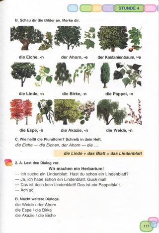 o STUNDE 4
B. Schau dir die Bilder an. Merke dir.
die Eiche, -n der Ahorn, -e der Kastanienbaum, -e
die Linde, -n die Birke, -n die Pappel, -n
die Espe, -n die Akazie, -n die Weide, -n
C. Wie heißt die Pluralform? Schreib in dein Heft.
die Eiche — die Eichen, der Ahorn — die ...
die Linde + das Blatt = das Lindenblatt
2. A. Lest den Dialog vor.
Wir machen ein Herbarium!
— Ich suche ein Lindenblatt. Hast du schon ein Lindenblatt?
— Ja, ich habe schon ein Lindenblatt. Guck mal!
— Das ist doch kein Lindenblatt! Das ist ein Pappelblatt.
— Ach so.
B. Macht weitere Dialoge.
die Weide / der Ahorn
die Espe / die Birke
die Akazie / die Eiche
 