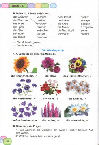 MODULS
B. Ordne zu. Schreib in dein Heft.
das Schwein wiehern der Elefant quaken
die Pflanzen brüllen der Hahn schlagen
das Pferd x grunzen die Kröte piepsen
der Spatz fauchen die Maus trompeten
der Stier zwitschern die Nachtigall surren
der Tiger blöken der Käfer krähen
das Schaf rascheln
— Das Schwein grunzt.
— Die Pflanzen ...
Für Wissbegierige
1. A. Schau dir die Bilder an. Merke dir.
die Sonnenblume, -n der Klee das Stiefmütterchen, =
der Mohn, -e die Kamille, -ndie Kornblume, -n
die Glockenblume, -n die Lupine, -n die Wasserlilie, -n
B. Beantworte die Fragen.
1. Wo wachsen die Blumen? (Im Wald / Teich / Garten? Auf
der Wiese?)
2. Welche Blumen hast du sehr gern?
 