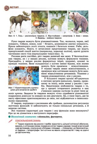 Мал. 6. 1. Лось - рослиноїдна тварина. 2. Жук-гнойовик - сапротроф. 3. Вовк - хижак.
4. Ведмідь - всеїдна тварина
Рухи тварин можуть бути різноманітними. Так, молюски, черви, змії
повзають. Собаки, вовки, коні - бігають, розвиваючи значну швидкість.
Крила забезпечують політ птахів, кажанів і багатьох комах. Риби, дель­
фіни плавають. Навіть ті нечисленні представники тварин, що ведуть
прикріплений спосіб життя (наприклад, коралові поліпи), здатні рухати
частинами свого тіла (щупальцями тощо) (мал. 7).
Рослина росте постійно, ріст тварин зазвичай має межі. У багатоклітин­
них тварин, як і у вищих рослин, клітини можуть формувати тканини.
Пригадайте, у вищих рослин формуються твірні, покривні, основні та
провідні тканини. Вони складаються з клітин певної будови, між якими
можуть бути проміжки - міжклітинники.
У тканин тварин немає міжклітинників, а
проміжки між клітинами можуть бути запо­
внені міжклітинною речовиною. Тканини у
тварин різноманітніші, ніж у рослин.
У більшості тварин органи об’єднуються
в системи органів (дихальну, травну, крово­
носну та інші), яких немає у рослин і гри­
бів. Винятковою особливістю тварин є те,
що у процесі історичного розвитку в них
з’явилася нервова система та різні типи ор­
ганів чуття. Завдяки їм тварини можуть чітко сприймати різноманітні
подразники довкілля та швидко на них реагувати. Це, у свою чергу, дає їм
змогу ефективно пристосовуватися до змін, які відбуваються в навколиш­
ньому середовищі.
У тварин, порівняно з рослинами або грибами, досконаліша регуляція
життєвих функцій: її забезпечують не тільки спеціальні речовини, а й
нервова система.
Які тканини характерні для тварин і яку функцію вони виконують?
Про це ви дізнаєтеся з наступного параграфа.
Ф Біологічний словничок: глікок^ікс, фагоцитоз.
^ УЗАГАЛЬНЕННЯ ЗНАНЬ
Тварин відрізняє від рослин і грибів: відсутність щільної клітинної оболонки,
вакуоль з клітинним соком; поверхню клітин тварин укриває тонкий еластичний
шар вуглеводів, сполучених з білками і ліпідами, - глікокалікс; усі багатоклітин­
ні тварини - гетеротрофи: їхні клітини не мають хлоропластів і тому не здатні
до фотосинтезу.
Мал. 7. Корали ворушать щупаль­
цями для вловлення здобичі
10
 