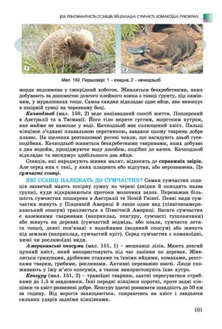§24. РІЗНОМАНІТНІСТЬ ССАВЦІВ: ЯЙЦЕКЛАДНІ, СУМЧАСТІ, КОМАХОЇДНІ, РУКОКРИЛІ _Щ~
Мал. 150. Першозвірі: 1 - єхидна; 2 - качкодзьоб
морди видовжена у своєрідний хоботок. Живляться безхребетними, яких
добувають за допомогою довгого клейкого язика з товщі ґрунту, під камін­
ням, у мурашниках тощо. Самка єхидни відкладає одне яйце, яке виношує
в шкірній сумці на черевному боці.
Качкодзьоб (мал. 150, 2) веде напівводний спосіб життя. Поширений
в Австралії та в Тасманії. Його тіло вкрите густим, жорстким хутром,
яке майже не намокає у воді. Качкодзьоб має сплющений хвіст. Пальці
кінцівок з’єднані плавальною перетинкою, завдяки цьому тварина добре
плаває. На щелепах розташовані рогові чохли, що нагадують дзьоб гусе­
подібних. Качкодзьоб живиться безхребетними тваринами, яких добуває
з дна водойм, проціджуючи воду дзьобом, подібно до качок. Качкодзьоб
відкладає та висиджує здебільшого два яйця.
Ссавців, які народжують живих малят, відносять до справжніх звірів.
Але серед них є такі, у яких плацента або відсутня, або нерозвинена. Це
сумчасті ссавці.
ЯКІ ССАВЦІ НАЛЕЖАТЬ ДО СУМЧАСТИХ? Самки сумчастих ссав­
ців зазвичай мають шкірну сумку на череві (звідки й походить назва
групи), куди відкриваються протоки молочних залоз. Переважна біль­
шість сумчастих поширена в Австралії та Новій Гвінеї. Певні види сум­
частих живуть у Південній Америці й лише один вид (північноамери­
канський опосум) трапляється в Північній Америці. Багато сумчастих
є наземними тваринами (наприклад, кенгуру, сумчасті тушканчики)
або живуть на деревах (сумчастий ведмідь, або коала, сумчаста летя­
га тощо), деякі пов’язані з водоймами (водяний опосум) або живуть
під землею (наприклад, сумчастий кріт). Серед сумчастих є комахоїдні,
хижі чи рослиноїдні види.
Американські опосуми (мал. 151, 1) - мешканці лісів. Мають довгий
цупкий хвіст, який використовують під час лазіння по деревах. Жив­
ляться гризунами, дрібними птахами та їхніми яйцями, комахами, решт­
ками тварин, грибами, рослинами. Активні переважно вночі. Люди спо­
живають у їжу м’ясо опосумів, а також використовують їхнє хутро.
Кенгуру (мал. 151, 2) - травоїдні тварини, здатні пересуватися стриб­
ками до 1,5 м завдовжки. їхні передні кінцівки короткі, проте задні кін­
цівки та хвіст розвинені добре. Кенгуру здатні розвивати швидкість до 50 км
за годину. Від ворогів захищаються, спираючись на хвіст і завдаючи
сильних ударів задніми кінцівками.
101
 