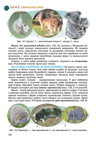 ТЕМП 1________________
Мал. 151. Сумчасті: 1 - американський опосум; 2 - кенгуру; 3 - коала
Коала, або сумчастий ведмідь (мал. 151, 3), мешкає у Південній Ав­
стралії і зовні нагадує іграшкового плюшевого ведмедика. Ці тварини
активні вночі, живляться листками та молодими пагонами певних ви­
дів евкаліпту. На початку минулого сторіччя цей вид перебував на межі
зникнення, і лише завдяки енергійним заходам уряду та громадськості
Австралії його вдалося врятувати.
Ссавців, у яких добре розвинена плацента, відносять до плацентар­
них. Розглянемо основні групи цих тварин.
ЯКІ ССАВЦІ НАЛЕЖАТЬ ДО КОМАХОЇДНИХ? Це їжаки, кроти, зем­
лерийки та багато інших. їхні зуби майже подібні за будовою, оскільки
здобич (переважно різні безхребетні тварини, звідки й походить назва цієї
групи) вони заковтують цілком. Комахоїдні заселили різні середовища
життя: наземне, ґрунтове, водне.
їжаки вкриті голками - видозміненими волосками. У разі небезпеки
вони згортаються в колючий клубок завдяки добре розвиненим підшкір­
ним м’язам. Звичайно їжаки активні вночі. Узимку впадають у сплячку.
В Україні поширені два види їжаків', європейський (мал. 152, 1) та вухатий.
Кроти - типові мешканці ґрунту, пристосовані до життя в норах. У зв’язку
з риючим способом життя вони мають компактну форму тіла, копальні
передні кінцівки у формі широких коротеньких лопаток, щільне хутро.
Органи зору розвинені слабко, часто сховані під складками шкіри. Проте
нюх і слух дуже тонкі. В Україні поширений кріт європейський (мал. 152, 2).
Мал. 152. Комахоїдні: 1 - їжак європейський; 2 - кріт європейський; 3 - хохуля звичайна
 