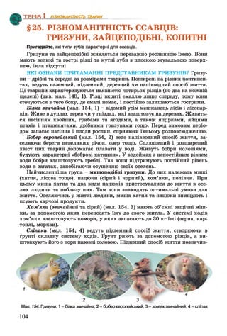 §25. РІЗНОМАНІТНІСТЬ ССАВЦІВ:
ГРИЗУНИ, ЗАЙЦЕПОДІБНІ, КОПИТНІ
ТЕМЯ 1________________
Пригадайте, які типи зубів характерні для ссавців.
Гризуни та зайцеподібні живляться переважно рослинною їжею. Вони
мають великі та гострі різці та кутні зуби з плоскою жувальною поверх­
нею, ікла відсутні.
ЯКІ ОЗНАКИ ПРИТАМАННІ ПРЕДСТАВНИКАМ ГРИЗУНІВ? Гризу­
ни - дрібні та середні за розмірами тварини. Поширені на різних континен­
тах, ведуть наземний, підземний, деревний чи напівводний спосіб життя.
Ці тварини характеризуються наявністю чотирьох різців (по два на кожній
щелепі) (див. мал. 148, 1). Різці вкриті емаллю лише спереду, тому вони
сточуються з того боку, де емалі немає, і постійно залишаються гострими.
Білка звичайна (мал. 154, 1) - відомий усім мешканець лісів і лісопар­
ків. Живе в дуплах дерев чи у гніздах, які влаштовує на деревах. Живить­
ся насінням хвойних, грибами та ягодами, а також ящірками, яйцями
птахів і пташенятами, дрібними гризунами тощо. Перед зимовим періо­
дом запасає насіння і плоди рослин, сприяючи їхньому розповсюдженню.
Бобер європейський (мал. 154, 2) веде напівводний спосіб життя, за­
селяючи береги невеликих річок, озер тощо. Сплющений і розширений
хвіст цих тварин допомагає плавати у воді. Живуть бобри колоніями,
будують характерні «боброві хатинки». У водоймах з непостійним рівнем
води бобри влаштовують греблі. Так вони підтримують постійний рівень
води в загатах, запобігаючи осушенню своїх оселень.
Найчисленніша група - мишоподібні гризуни. До них належать миші
(хатня, лісова тощо), пацюки (сірий і чорний), хом’яки, полівки. При
цьому миша хатня та два види пацюків пристосувалися до життя в осе­
лях людини та поблизу них. Там вони знаходять оптимальні умови для
життя. Оселяючись у житлі людини, миша хатня та пацюки знищують і
псують харчові продукти.
Хом’яки (звичайний та сірий) (мал. 154, 3) мають об’ємні защічні міш­
ки, за допомогою яких переносять їжу до свого житла. У системі ходів
хом’яки влаштовують комори, у яких запасають до ЗО кг їжі (зерна, кар­
топлі, моркви).
Сліпаки (мал. 154, 4) ведуть підземний спосіб життя, створюючи в
ґрунті складну систему ходів. Ґрунт риють за допомогою різців, а ви­
штовхують його з нори назовні головою. Підземний спосіб життя позначив-
Мал. 154. Гризуни: 1- білказвичайна; 2- боберєвропейський; 3- хом’якзвичайний; 4- сліпак
104
 