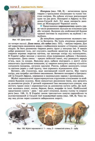 ТЕМП 1 РІЗНОМАНІТНІСТЬ
Носороги (мал. 156, 2) - нечисленна група
тварин з трипалими кінцівками та голою тов­
стою шкірою. На лобних кістках розташовані
один чи два роги. Поширені в Африці та Пів­
денно-Східній Азії. Усі види носорогів зане­
сено до Міжнародної Червоної книги.
* Представники парнокопитних мають пар­
не число розвинених пальців на кінцівках (два
або чотири). Залежно від особливостей будови
травної системи їх поділяють на жуйних і не­
жуйних.
Мал 157 Дика свиня Д° нежуйних парнокопитних належать сви­
ні та бегемоти. На їхніх кінцівках розвинені
по чотири пальці. Дика свиня, або кабан (мал. 157), - всеїдна тварина. Для
неї характерна видовжена морда з позбавленим волосся «п’ятаком» навколо
ніздрів. За його допомогою тварини риють ґрунт у пошуках їжі. У самців
добре розвинені ікла, які слугують надійним захистом від ворогів. Тіло
тварини вкриває жорстка щетина, що захищає шкіру від пошкоджень.
В Україні кабан мешкає у вологих лісах (переважно дубових і букових),
чагарниках. Дика свиня - предок свійської свині, яку розводять заради
м’яса, сала та шкури. Важливу роль кабани відіграють у житті лісів:
живлячись ґрунтовими комахами, ці тварини знищують значну кількість
шкідників (зокрема, личинок хрущів). Риючи, кабани закопують плоди
та насіння дерев у глиб ґрунту, чим сприяють відновленню лісів.
Бегемот, або гіпопотам, веде напівводний спосіб життя. Має товсту
шкіру, яка потребує постійного зволоження. Бегемоти поширені в Централь­
ній та Східній Африці, переважно в національних парках і заповідниках.
Жуйні парнокопитні характеризуються стрункими кінцівками та особ­
ливою будовою шлунка. Вони живляться рослинною їжею, яку зрізують
за допомогою різців. У ротовій порожнині їжа зволожується слиною, яка
містить травні соки і пережовується за допомогою кутніх зубів. До жуй­
них належать олені, козли, барани, бики, жирафи та інші. Найбільший
представник оленів —лось —має довгі кінцівки, велику голову та широкі
роги (мал. 158, 1). В Україні також трапляється козуля європейська та
акліматизований зі Східної Азії плямистий олень (мал. 158, 2). Таку на­
зву вид дістав через плямисте забарвлення шерсті.
ТВАРИН________
Мал. 158. Жуйні парнокопитні: 1- лось; 2 - плямистий олень; 3 - зубр
106
 