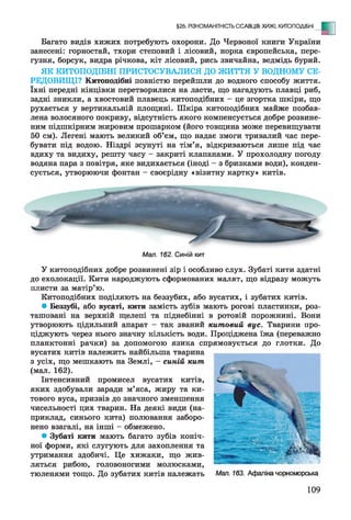 §26. РІЗНОМАНІТНІСТЬ ССАВЦІВ: ХИЖІ, КИТОПОДІБНІ
- Е
Багато видів хижих потребують охорони. До Червоної книги України
занесені: горностай, тхори степовий і лісовий, норка європейська, пере-
гузня, борсук, видра річкова, кіт лісовий, рись звичайна, ведмідь бурий.
ЯК КИТОПОДІБНІ ПРИСТОСУВАЛИСЯ ДО ЖИТТЯ У ВОДНОМУ СЕ­
РЕДОВИЩІ? Китоподібні повністю перейшли до водного способу життя,
їхні передні кінцівки перетворилися на ласти, що нагадують плавці риб,
задні зникли, а хвостовий плавець китоподібних - це згортка шкіри, що
рухається у вертикальній площині. Шкіра китоподібних майже позбав­
лена волосяного покриву, відсутність якого компенсується добре розвине­
ним підшкірним жировим прошарком (його товщина може перевищувати
50 см). Легені мають великий об’єм, що надає змоги тривалий час пере­
бувати під водою. Ніздрі зсунуті на тім’я, відкриваються лише під час
вдиху та видиху, решту часу - закриті клапанами. У прохолодну погоду
водяна пара з повітря, яке видихається (іноді - з бризками води), конден­
сується, утворюючи фонтан - своєрідну «візитну картку» китів.
Мал. 162. Синій кит
У китоподібних добре розвинені зір і особливо слух. Зубаті кити здатні
до ехолокації. Кити народжують сформованих малят, що відразу можуть
плисти за матір’ю.
Китоподібних поділяють на беззубих, або вусатих, і зубатих китів.
* Беззубі, або вусаті, кити замість зубів мають рогові пластинки, роз­
ташовані на верхній щелепі та піднебінні в ротовій порожнині. Вони
утворюють цідильний апарат - так званий китовий вус. Тварини про­
ціджують через нього значну кількість води. Проціджена їжа (переважно
планктонні рачки) за допомогою язика спрямовується до глотки. До
вусатих китів належить найбільша тварина
з усіх, що мешкають на Землі, - синій кит
(мал. 162).
Інтенсивний промисел вусатих китів,
яких здобували заради м’яса, жиру та ки­
тового вуса, призвів до значного зменшення
чисельності цих тварин. На деякі види (на­
приклад, синього кита) полювання заборо­
нено взагалі, на інші - обмежено.
• Зубаті кити мають багато зубів коніч­
ної форми, які слугують для захоплення та
утримання здобичі. Це хижаки, що жив­
ляться рибою, головоногими молюсками,
тюленями тощо. До зубатих китів належать Мал. 163. Афаліна чорноморська
109
 