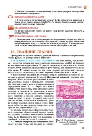 4
- І * "
Тварини - переважно рухливі організми. Вони швидко реагують на подразники
навколишнього середовища.
ПЕРЕВІРТЕ ЗДОБУТІ ЗНАННЯ
1. З яких компонентів складається клітина? 2. Що спільного та відмінного в
будові клітин тварин, рослин і грибів? 3. Які ознаки будови процесів життєді­
яльності властиві лише тваринам?
ОБГОВОРІТЬ У ГРУПАХ
Які основні відмінності тварин від рослин і від грибів? Відповідь оформіть у
вигляді таблиці.
ДЛЯ ДОПИТЛИВИХ І КМІТЛИВИХ
1. Деякі рослини теж активно реагують на подразнення. Наприклад, мімоза
соромлива складає листочки у відповідь на дотик; росичка, непентес «полюють»
на дрібних комах. Чому ці організми не відносять до тварин? 2. Наведіть прик­
лади, коли рослини проявляють ознаки тварин або тварини - рослин.
§3. ТКАНИНИ ТВАРИН
§3. ТКАНИНИ ТВАРИН
Пригадайте, які рослини належать до вищих. Які типи тканин властиві рослинам?
Які їхні функції? Які рухи притаманні рослинам?
ЯКІ ТКАНИНИ ВЛАСТИВІ ТВАРИНАМ? Ви вже знаєте, що ткани­
на - це група клітин, що мають спільне походження, подібні за будовою
та виконуваними функціями. У тканин тварин проміжки між клітинами
можуть бути заповнені міжклітинною речовиною, яка забезпечує зв’язки
між ними. У тварин відомо чотири типи тканин: епітеліальні, тканини
внутрішнього середовища, м’язові, нервова. Ознайомимося з ними.
* Епітеліальні тканини. В організмі тварин епітеліальні тканини ви­
конують чимало важливих функцій. Покривний епітелій вкриває тіло
тварини. Його клітини розташовані в один
або декілька шарів і захищають організм
від несприятливих впливів навколишнього
середовища (мал. 8, 1). Через них може
відбуватися газообмін, надходження одних
речовин в організм та виведення з нього
назовні інших. За рахунок клітин покрив­
ного епітелію у тварин можуть виникати
різні захисні утвори: щільний зовнішній
скелет комах, черепашки молюсків, роги
та копита ссавців, пір’я птахів тощо. Клі­
тини епітелію вистилають зсередини різні
органи або порожнину тіла.
До складу різних залоз (наприклад, трав­
них: слинних, підшлункової залози, печін­
ки) входять клітини залозистого епітелію
(мал. 8, 2). Наступного року ви дізнаєтесь і
про інші типи епітеліальної тканини.
• Тканини внутрішнього середовища свою
назву дістали тому, що входять до складу
З - ' Ш
Мал. 8. Епітеліальні тканини:
1 - покривний епітелій; 2 - зало­
зистий епітелій
11
 