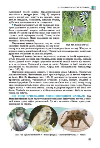 §27. РІЗНОМАНІТНІСТЬ ССАВЦІВ: ПРИМАТИ - Е
сутінковий спосіб життя. Представниками
напівмавп є лемури (мал. 164). Ці тварини
мають великі очі, живуть на деревах, жив­
ляться плодами, комахами, яйцями птахів,
дрібними земноводними та плазунами.
• Мавпи відрізняються від напівмавп кра­
щим розвитком головного мозку. Очні загли­
бини спрямовані вперед, забезпечуючи так
званий об’ємний зір (коли поля зору правого
і лівого очей перекриваються). Пальці закін­
чуються нігтями. Мавп поділяють на широ­
коносих і вузьконосих.
Широконосі мавпи (ігрунки, ревуни, паву­
коподібні мавпи) мають широку носову пере- МаЛш164шЛемУРкотячий
тинку між носовими отворами (звідки й походить їхня назва). Живуть на
деревах, мають довгий цупкий хвіст. Живляться плодами рослин, комахами,
дрібними пташками та їхніми яйцями.
Вузьконосі мавпи (макаки, мартишки, павіани та інші) характеризу­
ються вузькою носовою перетинкою, деякі види не мають хвоста. Макаки
мають довгий хвіст, ведуть груповий наземний спосіб життя або мешка­
ють на деревах. Поширені в лісах та горах Африки та Азії, живляться
рослинною та тваринною їжею. Серед них найвідоміший макак-резус
(мал. 165, 1).
Мартишки переважно живуть у тропічних лісах Африки. Живляться
рослинною їжею. Часто мають довгі вуса чи бороду, як-от зелена мартиш­
ка (мал. 165, 2). Павіани (мал. 165, 3) поширені в гірських місцевостях
Тропічної Африки, тримаються зграями. Всеїдні, живуть стадами із
чіткою ієрархією. Це означає, що кожна особина має у стаді певну чергу
при споживанні їжі, певне місце під час пересування стада тощо. Стадом
керує вожак - сильний самець, якому підпорядковуються всі інші осо­
бини. Павіанів ще називають «собакоголовими мавпами», бо їхня голова
схожа на собачу.
ЯКІ РИСИ ПРИТАМАННІ ЛЮДИНОПОДІБНИМ МАВПАМ? Для
людиноподібних мавп характерними ознаками є відсутність хвоста. Голов­
ний мозок дуже добре розвинений. До них належать гібони, орангутан,
шимпанзе та горила.
Мал. 165. Вузьконосі мавпи: 1- макак-резус; 2 - зелена мартишка; 3 - павіан
 