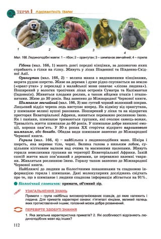 ТЕМЯ 1 РІЗНОМАНІТНІСТЬ ТВАРИН
Мал. 166. Людиноподібні мавпи: 1- гібон; 2 - орангутан; 3 - шимпанзе звичайний; 4 - горила
Гібони (мал. 166, 1) мають довгі передні кінцівки, за допомогою яких
стрибають з гілки на гілку. Живуть у лісах Південної та Південно-Схід­
ної Азії.
Орангутан (мал. 166, 2) - велика мавпа з видовженими кінцівками,
вкрита рудою шерстю. Живе на деревах і дуже рідко спускається на землю
(«оранг-утан» у перекладі з малайської мови означає «лісова людина»).
Поширений у вологих тропічних лісах островів Суматра та Калімантан
(Індонезія). Живиться плодами рослин, а також яйцями птахів і пташе­
нятами. Живе до ЗО років. Вид занесено до Міжнародної Червоної книги.
Шимпанзе звичайний (мал. 166, 3) має густий чорний волосяний покрив.
Лицьовий відділ черепа ледь виступає вперед. На відміну від орангутана,
у шимпанзе великі вушні раковини. Поширений у лісах та на відкритих
просторах Екваторіальної Африки, живиться переважно рослинною їжею.
Як і павіани, шимпанзе тримаються групами, які очолює самець-вожак.
Тривалість життя шимпанзе до 60 років. У шимпанзе добре виявлені емо­
ції, хороша пам’ять. У 30-х роках XX сторіччя відкрито карликового
шимпанзе, або бонабо. Обидва види шимпанзе занесено до Міжнародної
Червоної книги.
Горила (мал. 166, 4) - найбільша з людиноподібних мавп. Шкіра і
шерсть, яка вкриває тіло, чорні. Велика голова з низьким лобом, су­
цільним кістковим валком над очима та масивними щелепами. Живуть
горили невеликими групами на території Екваторіальної Африки. їхній
спосіб життя мало пов’язаний з деревами, це переважно наземні твари­
ни. Живляться рослинною їжею. Горилу також занесено до Міжнародної
Червоної книги.
Найближчі до людини за біологічними показниками та спадковою ін­
формацією горила і шимпанзе. Дані молекулярних досліджень свідчать
про те, що в шимпанзе і людини спадкова інформація збігається на 91%.
Ф Біологічний словничок: примати, об’ємний
^ УЗАГАЛЬНЕННЯ ЗНАНЬ
Примати - група найбільш високоорганізованих ссавців, до яких належить і
людина. Для приматів характерні ознаки: п'ятипалі кінцівки, великий палець
яких протиставлений іншим; головний мозок добре розвинений.
5 " *^ ПЕРЕВІРТЕ ЗДОБУТІ ЗНАННЯ
1. Яка загальна характеристика приматів? 2. Які особливості відрізняють лю­
диноподібних мавп від інших?
112
 