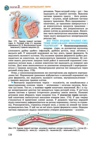 речовини. Через вхідний отвір - рот - їжа
надходить до травної системи. Важлива
частина травного тракту - його розши­
рення - шлунок, який здійснює частину
процесу травлення. Його продовження -
кишечник, де травлення завершується і
де всмоктуються продукти травлення -
прості речовини, які доправляються до
різних клітин за допомогою крові. Кишеч­
ник часто закінчується анальним отвором,
через нього викидаються неперетравлені
рештки їжі.
Мал. 173. Будова травної системи ЯКІ ТИПИ БУДОВИ ТРАВНОЇ СИС-
гідри: А. Ротовий отвір (1); кишкова ТЕМИ ПРИТАМАННІ БЕЗХРЕБЕТНИМ
порожнина (2). Б. Внутрішньоклітинне ТВАРИНАМ? • Кишковопорожнинні,
живлення у травних вакуолях (3) зокрема гідра> за допомогою щупалець
уловлюють дрібну здобич: інфузорій, дрібних рачків, іноді личинок і
мальків риб. У кишковій порожнині на їжу діють травні ферменти. їх
виділяють залозисті клітини. Під впливом травних ферментів здобич роз­
падається на шматочки, що захоплюються травними клітинами. Ці клі­
тини мають джгутики: завдяки їхній роботі в кишковій порожнині ство­
рюються потоки води, з якими шматочки їжі надходять до поверхні цих
клітин. Далі вони захоплюються за допомогою псевдоподій і перетравлю­
ються у травних вакуолях. Неперетравлені рештки їжі виводяться через
ротовий отвір (мал. 173).
Отже, у кишковопорожнинних ми спостерігаємо два варіанти перетрав­
лення їжі. Порожнинне травлення відбувається в кишковій порожнині під
дією ферментів, які виділяють залозисті клітини, внутрішньоклітинне -
у травних вакуолях травних клітин.
• Вивчаючи паразитичних червів - гельмінтів, ви ознайомилися з
представниками плоских червів - печінковим і котячим сисуном, бича­
чим ціп’яком. Так-от, у плоских червів кишечник замкнений. Як і в гід­
ри неперетравлені рештки їжі виводяться через ротовий отвір. У ціп’яків
травна система в процесі історичного розвитку зовсім зникла. Поживні
речовини вони вбирають через покриви тіла. У кільчастих червів наскріз­
ний кишечник закінчується анальним отвором (мал. 174). У цих тварин
з’являються й примітивні слинні залози. У дощового черв’яка передній
відділ кишечнику диференціюється на ротову порожнину, глотку та страво­
хід. Розширюючись, стравохід утворює воло, у якому на певний час може
затримуватись їжа. У цей час на неї діють травні ферменти слини. Передня
частина середнього відділу кишечнику утворює розширення - шлунок.
ТЕМП З ПРОЦЕСИЖИТТЄДІЯЛЬНОСТІ ТВАРИН
Мал. 174. Будова травної системи дощового черв’яка: ротова порожнина (1) - глотка (2) -
стравохід (3) - воло (4) - шлунок (5) - кишечник (6) - анальний отвір (7)
120
 
