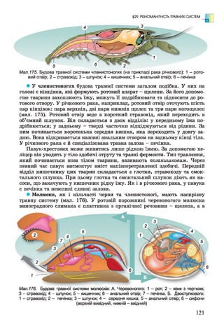 §29. РІЗНОМАНІТНІСТЬ ТРАВНИХ СИСТЕМ
Мал.175. Будова травної системи членистоногих (на прикладі рака річкового): 1 - рото­
вий отвір; 2 - стравохід; 3 - шлунок; 4- кишечник; 5- анальний отвір; 6 - печінка
• У членистоногих будова травної системи загалом подібна. У них на
голові є кінцівки, які формують ротовий апарат - щелепи. За його допомо­
гою тварини захоплюють їжу, можуть її подрібнювати та підносити до ро­
тового отвору. У річкового рака, наприклад, ротовий отвір оточують шість
пар кінцівок: пара верхніх, дві пари нижніх щелеп та три пари ногощелеп
(мал. 175). Ротовий отвір веде в короткий стравохід, який переходить в
об’ємний шлунок. Він складається з двох відділів: у передньому їжа по­
дрібнюється; у задньому - тверді часточки відціджуються від рідини. За
ним починається коротенька середня кишка, яка переходить у довгу за­
дню. Вона відкривається назовні анальним отвором на задньому кінці тіла.
У річкового рака є й спеціалізована травна залоза - печінка.
Павук-хрестовик може живитись лише рідкою їжею. За допомогою хе-
ліцер він уводить у тіло здобичі отруту та травні ферменти. Тип травлення,
який починається поза тілом тварини, називають позакишковим. Через
певний час павук висмоктує вміст напівперетравленої здобичі. Передній
відділ кишечнику цих тварин складається з глотки, стравоходу та смок­
тального шлунка. При цьому глотка та смоктальний шлунок діють як на­
соси, що закачують у кишечник рідку їжу. Як і в річкового рака, у павука
є печінка та невеликі слинні залози.
• Молюски, як і кільчасті черви та членистоногі, мають наскрізну
травну систему (мал. 176). У ротовій порожнині черевоногого молюска
виноградного слимака є пластинка з органічної речовини - щелепа, а в
Мал.176. Будова травної системи молюсків: А. Черевоногого: 1 - рот; 2 - язик з терткою;
З - стравохід; 4 - шлунок; 5 - кишечник; 6 - анальний отвір; 7 - печінка. Б. Двостулкового:
1 - стравохід; 2 - печінка; 3 - шлунок; 4 - середня кишка; 5 - анальний отвір; 6 - сифони
(верхній вивідний, нижній - ввідний)
121
 