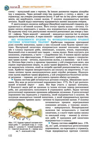 глотці - мускульний язик з терткою. За їхньою допомогою тварина зішкрібає
їжу з поверхонь. Через ротовий отвір їжа надходить у глотку, а звідти - до
стравоходу, що утворює розширення (воло). У цей час на їжу діють травні фер­
менти, які виробляють слинні залози. У шлунок відкриваються протоки
печінки. Задній відділ кишечнику відкривається назовні анальним отвором.
У двостулкового молюска жабуриці (беззубки) коротенький стравохід від­
кривається в об’ємний шлунок. Його оточує травна залоза - печінка. Се­
редня кишка переходить у задню, яка відкривається анальним отвором.
На задньому кінці тіла двостулкових молюсків розташовані два отвори у ман­
тії - сифони. Через верхній - вивідний - виводяться рештки їжі та кінцеві
продукти обміну речовин. А через нижній - ввідний - надходить з водою їжа.
ЯКІ ОСОБЛИВОСТІ БУДОВИ ТА ФУНКЦІОНУВАННЯ ТРАВНОЇ
СИСТЕМИ ХРЕБЕТНИХ ТВАРИН? Хребетним тваринам притаманні
різні способи живлення, однак у них спільний план будови травної сис­
теми. Наскрізний кишечник відкривається назовні анальним отвором
або в клоаку (хрящові риби, земноводні, плазуни, птахи, першозвірі).
Важливий етап в еволюції цих тварин - поява щелеп. Вони слугують для
вловлення, утримання, а часто - і подрібнення їжі. З появою щелеп процес
живлення став ефективнішим. У більшості хребетних тварин є спеціалізо­
вані травні залози - печінка, підшлункова залоза, а в наземних - ще й слин­
ні. Печінка бере участь у процесах травлення: у ній утворюється жовч, яка
сприяє перетравленню жирів, та деякі травні ферменти. У клітинах печін­
ки запасається глікоген, який за потреби здатний розщеплюватись до глю­
кози. Хребетні тварини використовують цю сполуку як енергетичну. У клі­
тинах печінки також знешкоджуються деякі отруйні речовини. Підшлун­
кова залоза виробляє травні ферменти, у ній утворюються біологічно актив­
ні речовини - гормони, які регулюють процеси обміну вуглеводів.
• Травна система риб починається ротовим отвором, обмеженим щеле­
пами. Він веде до ротоглоткової порожнини (мал. 177). На її дні розташо­
ваний м’язовий виріст - язик. Він бере участь у процесі ковтання.
У більшості видів риб на щелепах та інших кістках черепа розташовані
зуби, які допомагають схоплювати й утримувати здобич. Задня частина
ротоглоткової порожнини пронизана зябровими щілинами. З ротоглоткової
порожнини їжа надходить у стравохід, який відкривається в шлунок. За
шлунком знаходиться тонкий кишечник, у який відкриваються протоки
спеціалізованих травних залоз - печінки та підшлункової залози. У шлунку
починаються процеси перетравлення
поживних речовин, у тонкому кишеч­
нику - завершуються. Неперетравлені
залишки їжі потрапляють у товстий
кишечник, а з нього через пряму кишку
та анальний отвір - назовні (у кістко­
вих риб). У хрящових риб кишечник
відкривається в клоаку.
• Травна система амфібій (мал. 178.
А), як і риб, починається ротоглотковою
порожниною, що переходить у стравохід.
Сюди відкриваються протоки слинних
ТЕМП З ПРОЦЕСИЖИТТЄДІЯЛЬНОСТІ ТВАРИН
Мал. 177. Будова травної системи кіст­
кової риби: 1- ротовий отвір; 2 - стра­
вохід; 3 - шлунок; 4 - тонкий кишечник;
5 - товстий кишечник; 6 - пряма киш­
ка; 7 - анальний отвір
122
 