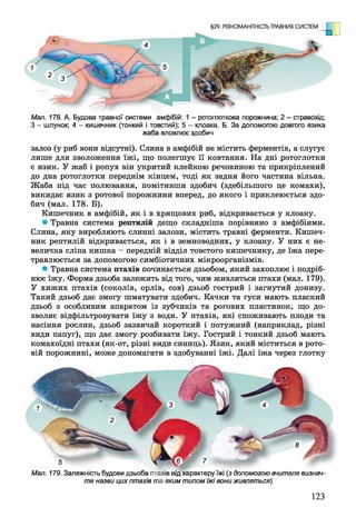 Мал. 178. А. Будова травної системи амфібій: 1 - ротоглоткова порожнина; 2 - стравохід;
З - шлунок; 4 - кишечник (тонкий і товстий); 5 - клоака. Б. За допомогою довгого язика
жаба вловлює здобич
залоз (у риб вони відсутні). Слина в амфібій не містить ферментів, а слугує
лише для зволоження їжі, що полегшує її ковтання. На дні ротоглотки
є язик. У жаб і ропух він укритий клейкою речовиною та прикріплений
до дна ротоглотки переднім кінцем, тоді як задня його частина вільна.
Жаба під час полювання, помітивши здобич (здебільшого це комахи),
викидає язик з ротової порожнини вперед, до якого і приклеюється здо­
бич (мал. 178. Б).
Кишечник в амфібій, як і в хрящових риб, відкривається у клоаку.
• Травна система рептилій дещо складніша порівняно з амфібіями.
Слина, яку виробляють слинні залози, містить травні ферменти. Кишеч­
ник рептилій відкривається, як і в земноводних, у клоаку. У них є не­
величка сліпа кишка - передній відділ товстого кишечнику, де їжа пере­
травлюється за допомогою симбіотичних мікроорганізмів.
• Травна система птахів починається дзьобом, який захоплює і подріб­
нює їжу. Форма дзьоба залежить від того, чим живляться птахи (мал. 179).
У хижих птахів (соколів, орлів, сов) дзьоб гострий і загнутий донизу.
Такий дзьоб дає змогу шматувати здобич. Качки та гуси мають плаский
дзьоб з особливим апаратом із зубчиків та рогових пластинок, що до­
зволяє відфільтровувати їжу з води. У птахів, які споживають плоди та
насіння рослин, дзьоб зазвичай короткий і потужний (наприклад, різні
види папуг), що дає змогу розбивати їжу. Гострий і тонкий дзьоб мають
комахоїдні птахи (як-от, різні види синиць). Язик, який міститься в рото­
вій порожнині, може допомагати в здобуванні їжі. Далі їжа через глотку
Мал. 179. Залежність будови дзьоба птахів від характеру їжі (з допомогою вчителя визнай­
те назви цих птахів та яким типом їжі вони живляться)
123
 