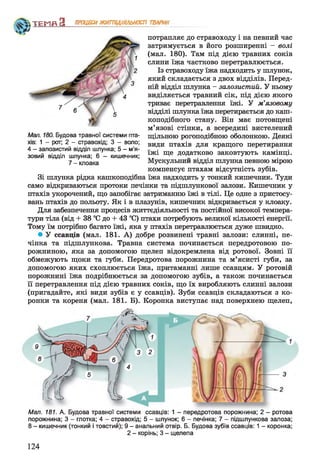 Ч »^
потрапляє до стравоходу і на певний час
затримується в його розширенні - волі
(мал. 180). Там під дією травних соків
слини їжа частково перетравлюється.
Із стравоходу їжа надходить у шлунок,
який складається з двох відділів. Перед­
ній відділ шлунка - залозистий. У ньому
виділяється травний сік, під дією якого
триває перетравлення їжі. У м’язовому
відділі шлунка їжа перетирається до каш­
коподібного стану. Він має потовщені
м’язові стінки, а всередині вистелений
щільною рогоподібною оболонкою. Деякі
види птахів для кращого перетирання
їжі ще додатково заковтують камінці.
Мускульний відділ шлунка певного мірою
компенсує птахам відсутність зубів.
Зі шлунка рідка кашкоподібна їжа надходить у тонкий кишечник. Туди
само відкриваються протоки печінки та підшлункової залози. Кишечник у
птахів укорочений, що запобігає затриманню їжі в тілі. Це одне з пристосу­
вань птахів до польоту. Як і в плазунів, кишечник відкривається у клоаку.
Для забезпечення процесів життєдіяльності та постійної високої темпера­
тури тіла (від + 38 °С до + 43 °С) птахи потребують великої кількості енергії.
Тому їм потрібно багато їжі, яка у птахів перетравлюється дуже швидко.
• У ссавців (мал. 181. А) добре розвинені травні залози: слинні, пе­
чінка та підшлункова. Травна система починається передротовою по­
рожниною, яка за допомогою щелеп відокремлена від ротової. Зовні її
обмежують щоки та губи. Передротова порожнина та м’ясисті губи, за
допомогою яких схоплюється їжа, притаманні лише ссавцям. У ротовій
порожнині їжа подрібнюється за допомогою зубів, а також починається
її перетравлення під дією травних соків, що їх виробляють слинні залози
(пригадайте, які види зубів є у ссавців). Зуби ссавців складаються з ко­
ронки та кореня (мал. 181. Б). Коронка виступає над поверхнею щелеп,
ТЕМП З ПРОЦЕСИЖИТТЄДІЯЛЬНОСТІ ТВАРИН
Мал. 180. Будова травної системи пта­
хів: 1 - рот; 2 - стравохід; 3 - воло;
4 - залозистий відділ шлунка; 5 - м’я­
зовий відділ шлунка; 6 - кишечник;
7 - клоака
Мал. 181. А. Будова травної системи ссавців: 1 - передротова порожнина; 2 - ротова
порожнина; 3 - глотка; 4 - стравохід; 5 - шлунок; 6 - печінка; 7 - підшлункова залоза;
8- кишечник (тонкий і товстий); 9- анальний отвір. Б. Будова зубів ссавців: 1- коронка;
2 - корінь; 3 - щелепа
124
 