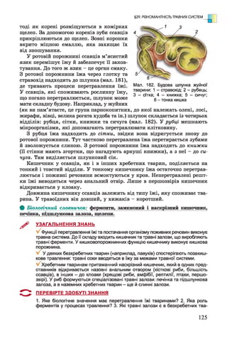 тоді як корені розміщуються в комірках
щелеп. За допомогою коренів зуби ссавців
прикріплюються до щелеп. Зовні коронки
вкрито міцною емаллю, яка захищає їх
від зношування.
У ротовій порожнині ссавців м’ясистий
язик перемішує їжу й забезпечує її заков­
тування. До того ж язик - це орган смаку.
З ротової порожнини їжа через глотку та
стравохід надходить до шлунка (мал. 181),
де тривають процеси перетравлення їжі. Мал- 182- Будова шлунка жуйної
У ссавців, які споживають рослинну їжу, тварини. 1 - стравохід, 2 - рубець,
ґ * •” 3 - сітка; 4 - книжка; 5 - сичуг;
що погано перетравлюється, шлунок може 6_ тонка кишка
мати складну будову. Наприклад, У жуйних
(як ви пам’ятаєте, це група парнокопитних, до якої належать олені, лосі,
жирафи, вівці, велика рогата худоба та ін.) шлунок складається із чотирьох
відділів: рубця, сітки, книжки та сичуга (мал. 182). У рубці мешкають
мікроорганізми, які допомагають перетравлювати клітковину.
З рубця їжа надходить до сітки, звідки вона відригується знову до
ротової порожнини. Тут частково перетравлена їжа перетирається зубами
й зволожується слиною. З ротової порожнини їжа надходить до книжки
(її стінки мають згортки, що нагадують аркуші книжки), а з неї - до си­
чуга. Там виділяється шлунковий сік.
Кишечник у ссавців, як і в інших хребетних тварин, поділяється на
тонкий і товстий відділи. У тонкому кишечнику їжа остаточно перетрав­
люється і поживні речовини всмоктуються у кров. Неперетравлені решт­
ки їжі виводяться через анальний отвір. Лише в першозвірів кишечник
відкривається у клоаку.
Довжина кишечнику ссавців залежить від типу їжі, яку споживає тва­
рина. У травоїдних він довший, у хижаків - коротший.
Ф Біологічний словничок: ферменти, замкнений і наскрізний кишечник,
печінка, тдшлункова залоза, щелепи.
^ УЗАГАЛЬНЕННЯ ЗНАНЬ
Функції перетравлення їжі та постачання організму поживних речовин виконує
травна система. До її складу входить кишечникта травні залози, що виробляють
травні ферменти. У кишковопорожнинних функцію кишечнику виконує кишкова
порожнина.
У деяких безхребетних тварин (наприклад, павуків) спостерігають позакиш-
кове травлення: травні соки вводяться в їжу за межами травної системи.
Хребетним тваринам притаманний наскрізний кишечник, який в одних пред­
ставників відкривається назовні анальним отвором (кісткові риби, більшість
ссавців), в інших - до клоаки (хрящові риби, амфібії, рептилії, птахи, першо-
звірі). У риб формуються спеціалізовані травні залози: печінка та підшлункова
залоза, а в наземних хребетних тварин - ще й слинні залози.
5 " *^ ПЕРЕВІРТЕ ЗДОБУТІ ЗНАННЯ
1. Яке біологічне значення має перетравлення їжі тваринами? 2. Яка роль
ферментів у процесах травлення? 3. Які травні залози є в безхребетних тва-
§29. РІЗНОМАНІТНІСТЬ ТРАВНИХ СИСТЕМ
125
 