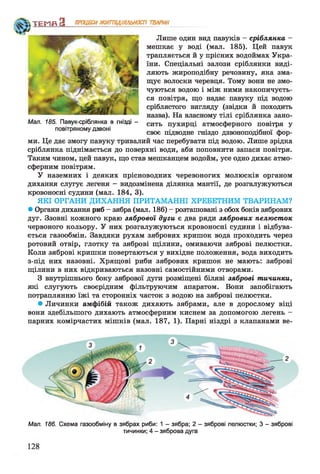 Лише один вид павуків - сріблянка -
мешкає у воді (мал. 185). Цей павук
трапляється й у прісних водоймах Укра­
їни. Спеціальні залози сріблянки виді­
ляють жироподібну речовину, яка зма­
щує волоски черевця. Тому вони не змо­
чуються водою і між ними накопичуєть­
ся повітря, що надає павуку під водою
сріблястого вигляду (звідки й походить
назва). На власному тілі сріблянка зано­
сить пухирці атмосферного повітря у
своє підводне гніздо дзвоноподібної фор­
ми. Це дає змогу павуку тривалий час перебувати під водою. Лише зрідка
сріблянка піднімається до поверхні води, аби поповнити запаси повітря.
Таким чином, цей павук, що став мешканцем водойм, усе одно дихає атмо­
сферним повітрям.
У наземних і деяких прісноводних черевоногих молюсків органом
дихання слугує легеня - видозмінена ділянка мантії, де розгалужуються
кровоносні судини (мал. 184, 3).
ЯКІ ОРГАНИ ДИХАННЯ ПРИТАМАННІ ХРЕБЕТНИМ ТВАРИНАМ?
• Органи дихання риб - зябра (мал. 186) - розташовані з обох боків зябрових
дуг. Ззовні кожного краю зябрової дуги є два ряди зябрових пелюсток
червоного кольору. У них розгалужуються кровоносні судини і відбува­
ється газообмін. Завдяки рухам зябрових кришок вода проходить через
ротовий отвір, глотку та зяброві щілини, омиваючи зяброві пелюстки.
Коли зяброві кришки повертаються у вихідне положення, вода виходить
з-під них назовні. Хрящові риби зябрових кришок не мають: зяброві
щілини в них відкриваються назовні самостійними отворами.
З внутрішнього боку зябрової дуги розміщені біляві зяброві тичинки,
які слугують своєрідним фільтруючим апаратом. Вони запобігають
потраплянню їжі та сторонніх часток з водою на зяброві пелюстки.
• Личинки амфібій також дихають зябрами, але в дорослому віці
вони здебільшого дихають атмосферним киснем за допомогою легень -
парних комірчастих мішків (мал. 187, 1). Парні ніздрі з клапанами ве-
ТЕМП З ПРОЦЕСИЖИТТЄДІЯЛЬНОСТІ ТВАРИН
Мал. 186. Схема газообміну в зябрах риби: 1 - зябра; 2 - зяброві пелюстки; 3 - зяброві
тичинки; 4 - зяброва дуга
Мал. 185. Павук-сріблянка в гнізді -
повітряному дзвоні
 