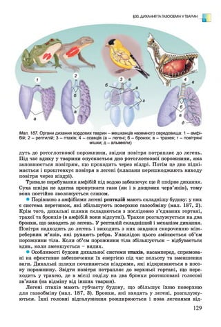 §30. ДИХАННЯ ТА ГАЗООБМІН У ТВАРИН
.
Мал. 187. Органи дихання хордових тварин - мешканців наземного середовища: 1 - амфі­
бій; 2 - рептилій; 3 - птахів; 4 - ссавців (а - легені; б - бронхи; в - трахея; г - повітряні
мішки; д - альвеоли)
дуть до ротоглоткової порожнини, звідки повітря потрапляє до легень.
Під час вдиху у тварини опускається дно ротоглоткової порожнини, яка
заповнюється повітрям, що проходить через ніздрі. Потім це дно підні­
мається і проштовхує повітря в легені (клапани перешкоджають виходу
повітря через ніздрі).
Тривале перебування амфібій під водою забезпечує ще й шкірне дихання.
Суха шкіра не здатна пропускати гази (як і в дощових черв’яків), тому
вона постійно зволожується слизом.
* Порівняно з амфібіями легені рептилій мають складнішу будову: у них
є система перетинок, які збільшують поверхню газообміну (мал. 187, 2).
Крім того, дихальні шляхи складаються з послідовно з’єднаних гортані,
трахеї та бронхів (в амфібій вони відсутні). Трахея розгалужується на два
бронхи, що заходять до легень. У рептилій складніший і механізм дихання.
Повітря надходить до легень і виходить з них завдяки скороченню між­
реберних м’язів, які рухають ребра. Унаслідок цього змінюється об’єм
порожнини тіла. Коли об’єм порожнини тіла збільшується - відбувається
вдих, коли зменшується - видих.
* Особливості будови дихальної системи птахів, насамперед, спрямова­
ні на ефективне забезпечення їх енергією під час польоту та зменшення
ваги. Дихальні шляхи починаються ніздрями, які відкриваються в носо­
ву порожнину. Звідти повітря потрапляє до верхньої гортані, що пере­
ходить у трахею, де в місці поділу на два бронхи розташовані голосові
зв’язки (на відміну від інших тварин).
Легені птахів мають губчасту будову, що збільшує їхню поверхню
для газообміну (мал. 187, 3). Бронхи, які входять у легені, розгалужу­
ються. їхні головні відгалуження розширюються і поза легенями від­
129
 