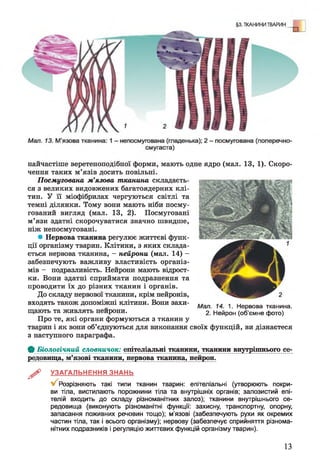 найчастіше веретеноподібної форми, мають одне ядро (мал. 13, 1). Скоро­
чення таких м’язів досить повільні.
Посмугована м’язова тканина складаєть­
ся з великих видовжених багатоядерних клі­
тин. У її міофібрилах чергуються світлі та
темні ділянки. Тому вони мають ніби посму­
гований вигляд (мал. 13, 2). Посмуговані
м’язи здатні скорочуватися значно швидше,
ніж непосмуговані.
* Нервова тканина регулює життєві функ­
ції організму тварин. Клітини, з яких склада­
ється нервова тканина, - нейрони (мал. 14) -
забезпечують важливу властивість організ­
мів - подразливість. Нейрони мають відрост­
ки. Вони здатні сприймати подразнення та
проводити їх до різних тканин і органів.
До складу нервової тканини, крім нейронів,
входять також допоміжні клітини. Вони захи- Шл и ^ Нервова тканина.
щають та живлять неирони. 2. Нейрон (об'ємне фото)
Про те, які органи формуються з тканин у
тварин і як вони об’єднуються для виконання своїх функцій, ви дізнаєтеся
з наступного параграфа.
Ф Біологічний словничок: епітеліальні тканини, тканини внутрішнього се­
редовища, м’язові тканини, нервова тканина, нейрон.
^ УЗАГАЛЬНЕННЯ ЗНАНЬ
Розрізняють такі типи тканин тварин: епітеліальні (утворюють покри­
ви тіла, вистилають порожнини тіла та внутрішніх органів; залозистий епі­
телій входить до складу різноманітних залоз); тканини внутрішнього се­
редовища (виконують різноманітні функції: захисну, транспортну, опорну,
запасання поживних речовин тощо); м'язові (забезпечують рухи як окремих
частин тіла, так і всього організму); нервову (забезпечує сприйняття різнома­
нітних подразників і регуляцію життєвих функцій організму тварин).
13
 