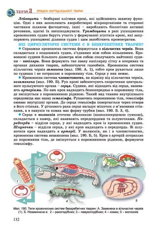 Лейкоцити - безбарвні клітини крові, які здійснюють захисну функ­
цію. Одні з них захоплюють хвороботворні мікроорганізми та сторонні
частинки шляхом фагоцитозу, інші - виробляють біологічно активні
речовини, здатні їх знешкоджувати. Тромбоцити в разі ушкодження
кровоносних судин беруть участь у формуванні згустків крові, які заку­
порюють ушкоджені ділянки судин і цим запобігають крововтратам.
ЯКІ ЦИРКУЛЯТОРНІ СИСТЕМИ Є В БЕЗХРЕБЕТНИХ ТВАРИН?
* Справжня кровоносна система формується в кільчастих червів. Вона
складається з поздовжніх судин, з’єднаних між собою кільцевими. Кро­
воносні судини більшого діаметра між собою сполучають найтонші суди­
ни - капіляри. Вони формують так звану капілярну сітку в покривах та
органах дихання тварин, забезпечуючи газообмін. Кровоносна система
кільчастих червів замкнена (мал. 190. А. 1), тобто кров рухається лише
по судинах і не потрапляє в порожнину тіла. Серця у них немає.
* Кровоносна система членистоногих, на відміну від кільчастих червів,
незамкнена (мал. 190. Б). Рух крові забезпечують скорочення централь­
ного пульсуючого органа - серця. Судини, які відходять від серця, назива­
ють артеріями. По них кров надходить безпосередньо в порожнину тіла,
де змішується з порожнинною рідиною. Такий вид тканин внутрішнього
середовища має назву гемолімфа. Рухаючись порожниною тіла, гемолімфа
омиває внутрішні органи. До серця гемолімфа повертається через отвори
в його стінках. У річкового рака серце нагадує мішечок з м’язовими стін­
ками, а в павуків та комах має форму трубки (мал. 190. Б. З, 4).
* Серце в молюсків оточене оболонкою (навколосерцевою сумкою),
складається з камер, які називають передсердями та шлуночками. Пе­
редсердя - відділи серця, у які надходить кров із кровоносних судин.
Шлуночки - відділи серця, у які кров надходить з передсердь. Зі шлу­
ночків кров надходить в артерії. У молюсків, як і в членистоногих,
кровоносна система незамкнена (мал. 190. Б, 5). Кров з артерій потрапляє
до порожнини тіла, де змішується з порожнинною рідиною, формуючи
гемолімфу.
ТЕМП З ПРОЦЕСИЖИТТЄДІЯЛЬНОСТІ ТВАРИН
Мал. 190. Типи кровоносних систем безхребетних тварин: А. Замкнена в кільчастих червів
(1). Б. Незамкнена в: 2 - ракоподібних; 3 - павукоподібних; 4 - комах; 5 - молюсків
132
 