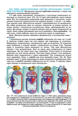 ЯКІ ТИПИ ЦИРКУЛЯТОРНИХ СИСТЕМ ПРИТАМАННІ ХРЕБЕТ­
НИМ ТВАРИНАМ? Кровоносна система хребетних замкнена, є серце, яке
забезпечує впорядкований кровообіг.
• У риб серце двокамерне: складається з послідовно розміщених пе­
редсердя та шлуночка (мал. 191. А). У серці риб перебуває лише венозна
кров. Під час скорочення передсердя кров надходить у шлуночок, скоро­
ченням шлуночка перекачується до черевної артерії, а від неї - до зябер.
Там венозна кров збагачується киснем і перетворюється на артеріальну.
Від зябер артеріальна кров по судинах потрапляє до різних органів, де
віддає кисень і насичується вуглекислим газом, перетворюючись на ве­
нозну. Від різних тканин та органів венозна кров по венах повертається до
серця. Отже, рибам притаманне одне коло кровообігу. Коло кровообігу - це
той шлях, який здійснює кров від шлуночка серця до передсердя.
Кров, збагачену киснем, називають артеріальною, а вуглекислим газом -
венозною.
• Кровоносна система личинок амфібій побудована так само, як і в риб.
У дорослих особин серце має три камери: два передсердя та шлуночок.
Передсердя, скорочуючись, виштовхують кров до шлуночка. Зі шлуночка
кров потрапляє в основні артерії і розноситься по всьому тілу. Частина
крові зі шлуночка серця надходить до легень. Там вона збагачується
киснем і стає артеріальною. Далі по венах кров повертається до лівого
передсердя. Це так зване мале коло кровообігу. Решта крові зі шлуночка
надходить до всіх інших органів. Там вона віддає кисень і стає венозною.
Венозна кров повертається у праве передсердя. Так утворюється велике
коло кровообігу. Отже, в амфібій два кола кровообігу (мал. 191. Б). Крім
венозної крові, у праве передсердя по венах потрапляє й артеріальна кров,
тому що в амфібій газообмін відбувається ще й у шкірі. У правому перед­
серді венозна та артеріальна кров змішуються.
§31. КРОВ, II ОСНОВНІ ФУНКЦІЇ. ТРАНСПОРТ РЕЧОВИН У ТВАРИН ^
Мал. 191. Типи кровоносних систем хребетних тварин: А. Риби мають двокамерне серце,
яке складається з передсердя (1) та шлуночка (2), від якого кров прямує до зябер (3).
Б. В. Амфібії та рептилії мають трикамерне серце, яке складається з двох передсердь (1) та
одного шлуночка (2). Від шлуночка кров по малому колу кровообігу (3) прямує до легень
(в амфібій - ідо шкіри), а по великому (4) - до іншихорганів. Г. Птахи та ссавці мають чотири­
камерне серце, яке складається з двох передсердь (1) та двох шлуночків (2). їм також влас­
тиві два кола кровообігу: мале (3) та велике (4)
133
 