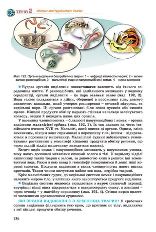 Мал. 192. Органи виділення безхребетних тварин: 1- нефридії кільчастих червів; 2 - зелені
залози ракоподібних; 3 - мальпігієві судини павукоподібних і комах; 4 - нирка молюсків
• Будова органів виділення членистоногих залежить від їхнього се­
редовища життя. У ракоподібних, які здебільшого мешкають у водному
середовищі, органи виділення - це пара зелених залоз (мал. 192, 2).
Вони також складаються з лійки, оберненої в порожнину тіла, довгого
звивистого канальця, який утворює розширення - сечовий міхурець, та
видільної пори. Ці органи розташовані біля основ вусиків або нижніх
щелеп. Кінцеві продукти обміну надають стінкам канальця зеленуватого
кольору, звідки й походить назва цих органів.
У наземних членистоногих - більшості павукоподібних і комах - органи
виділення мальпігієві судини (мал. 192, 3). їх так названо на честь іта­
лійського вченого XVII ст. Мальпігі, який описав ці органи. Одним, сліпо
замкненим, кінцем вони спрямовані в порожнину тіла, іншим - відкрива­
ються в порожнину кишечнику. Мальпігієві судини забезпечують усмок­
тування розчинених у гемолімфі кінцевих продуктів обміну речовин, що
через задній відділ кишечнику виводяться назовні.
Багато видів комах і павукоподібних мешкають у посушливих умовах,
тому мають досконалі механізми економії вологи в тілі. У задньому відділі
кишечнику таких тварин є залози, за допомогою яких з решток їжі всмок­
тується вода. Разом з нею назад у гемолімфу повертаються й деякі інші ко­
рисні сполуки. Продукти виділення в таких членистоногих мають вигляд
кристалів. Таким чином всотується майже вся вода, потрібна тварині.
Крім мальпігієвих судин, до видільної системи комах і павукоподібних
належить жирове тіло, у клітинах якого накопичуються продукти виділення.
* Видільна система молюсків складається з нирок (зазвичай парних),
внутрішні кінці яких відкриваються в навколосерцеву сумку, а зовнішні -
через сечовід - у мантійну порожнину (мал. 192, 4). Стінки нирок оплете­
ні численними кровоносними судинами.
ЯКІ ОРГАНИ ВИДІЛЕННЯ Є В ХРЕБЕТНИХ ТВАРИН? У хребетних
органи виділення фільтрують усю кров, що протікає по тілу, видаляючи
з неї кінцеві продукти обміну речовин.
136
 