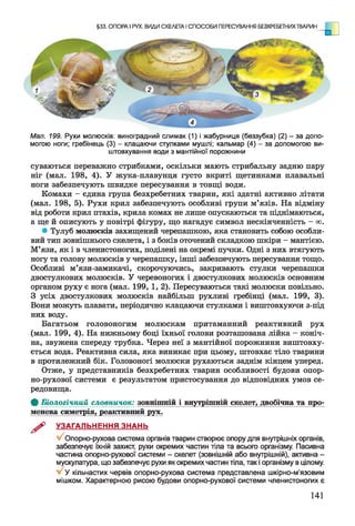 §33. ОПОРА І РУХ. ВИДИ СКЕЛЕТА І СПОСОБИ ПЕРЕСУВАННЯ БЕЗХРЕБЕТНИХТВАРИН
Мал. 199. Рухи молюсків: виноградний слимак (1) і жабурниця (беззубка) (2) - за допо­
могою ноги; гребінець (3) - клацаючи стулками мушлі; кальмар (4) - за допомогою ви­
штовхування води з мантійної порожнини
суваються переважно стрибками, оскільки мають стрибальну задню пару
ніг (мал. 198, 4). У жука-плавунця густо вкриті щетинками плавальні
ноги забезпечують швидке пересування в товщі води.
Комахи - єдина група безхребетних тварин, які здатні активно літати
(мал. 198, 5). Рухи крил забезпечують особливі групи м’язів. На відміну
від роботи крил птахів, крила комах не лише опускаються та піднімаються,
а ще й описують у повітрі фігуру, що нагадує символ нескінченність - оо.
• Тулуб молюсків захищений черепашкою, яка становить собою особли­
вий тип зовнішнього скелета, і з боків оточений складкою шкіри - мантією.
М’язи, як і в членистоногих, поділені на окремі пучки. Одні з них втягують
ногу та голову молюсків у черепашку, інші забезпечують пересування тощо.
Особливі м’язи-замикачі, скорочуючись, закривають стулки черепашки
двостулкових молюсків. У черевоногих і двостулкових молюсків основним
органом руху є нога (мал. 199, 1, 2). Пересуваються такі молюски повільно.
З усіх двостулкових молюсків найбільш рухливі гребінці (мал. 199, 3).
Вони можуть плавати, періодично клацаючи стулками і виштовхуючи з-під
них воду.
Багатьом головоногим молюскам притаманний реактивний рух
(мал. 199, 4). На нижньому боці їхньої голови розташована лійка - коніч­
на, звужена спереду трубка. Через неї з мантійної порожнини виштовху­
ється вода. Реактивна сила, яка виникає при цьому, штовхає тіло тварини
в протилежний бік. Головоногі молюски рухаються заднім кінцем уперед.
Отже, у представників безхребетних тварин особливості будови опор-
но-рухової системи є результатом пристосування до відповідних умов се­
редовища.
Ф Біологічний словничок: зовнішній і внутрішній скелет, двобічна та про­
менева симетрія, реактивний рух.
^ УЗАГАЛЬНЕННЯ ЗНАНЬ
Опорно-рухова система органів тварин створює опору для внутрішніх органів,
забезпечує їхній захист, рухи окремих частин тіла та всього організму. Пасивна
частина опорно-рухової системи - скелет (зовнішній або внутрішній), активна -
мускулатура, що забезпечує рухи як окремих частин тіла, так іорганізму в цілому.
У кільчастих червів опорно-рухова система представлена шкірно-м'язовим
мішком. Характерною рисою будови опорно-рухової системи членистоногих є
141
 