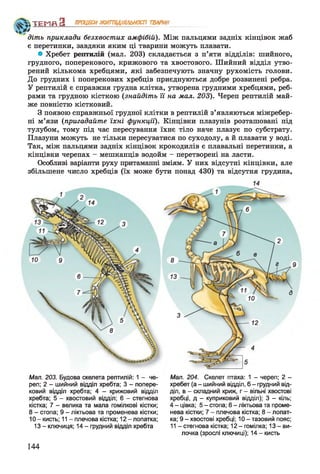 ф*у
діть приклади безхвостих амфібій). Між пальцями задніх кінцівок жаб
є перетинки, завдяки яким ці тварини можуть плавати.
* Хребет рептилій (мал. 203) складається з п’яти відділів: шийного,
грудного, поперекового, крижового та хвостового. Шийний відділ утво­
рений кількома хребцями, які забезпечують значну рухомість голови.
До грудних і поперекових хребців приєднуються добре розвинені ребра.
У рептилій є справжня грудна клітка, утворена грудними хребцями, реб­
рами та грудною кісткою (знайдіть її на мал. 203). Череп рептилій май­
же повністю кістковий.
З появою справжньої грудної клітки в рептилій з’являються міжребер­
ні м’язи (пригадайте їхні функції). Кінцівки плазунів розташовані під
тулубом, тому під час пересування їхнє тіло наче плазує по субстрату.
Плазуни можуть не тільки пересуватися по суходолу, а й плавати у воді.
Так, між пальцями задніх кінцівок крокодилів є плавальні перетинки, а
кінцівки черепах - мешканців водойм - перетворені на ласти.
Особливі варіанти руху притаманні зміям. У них відсутні кінцівки, але
збільшене число хребців (їх може бути понад 430) та відсутня грудина,
ТЕМП З ПРОЦЕСИЖИТТЄДІЯЛЬНОСТІ ТВАРИН
Мал. 203. Будова скелета рептилій: 1 - че­
реп; 2 - шийний відділ хребта; 3 - попере­
ковий відділ хребта; 4 - крижовий відділ
хребта; 5 - хвостовий відділ; 6 - стегнова
кістка; 7 - велика та мала гомілкові кістки;
8 - стопа; 9 - ліктьова та променева кістки;
10 - кисть; 11 - плечова кістка; 12 - лопатка;
13 - ключиця; 14 - грудний відділ хребта
Мал. 204. Скелет птаха: 1 - череп; 2 -
хребет (а - шийний відділ, б - грудний від­
діл, в - складний криж, г - вільні хвостові
хребці, д - куприковий відділ); 3 - кіль;
4 - цівка; 5 - стопа; 6 - ліктьова та проме­
нева кістки; 7 - плечова кістка; 8 - лопат­
ка; 9 - хвостові хребці; 10 - тазовий пояс;
11 - стегнова кістка; 12 - гомілка; 13 - ви­
лочка (зрослі ключиці); 14 - кисть
144
 