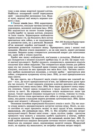 тому в них немає жорсткої грудної клітки.
Найбільш поширений спосіб пересування
змій - хвилеподібні вигинання тіла. Водя­
ні вужі, морські змії можуть вправно пла­
вати у воді.
• Скелет птахів (мал. 204) характеризу­
ється легкістю, оскільки частина кісток має
порожнини, заповнені повітрям (мал. 205).
Він поділяється на скелет голови (череп),
тулуба (хребет та грудна клітка), кінцівок
та їхніх поясів. Характерною особливістю
черепа птахів є те, що більшість його кісток
зростаються між собою, а не сполучаються
за допомогою швів, як у рептилій. Великий
об’єм мозкової коробки пов’язаний з про­
гресивним розвитком головного мозку. Привертають увагу і великі очні
западини. Щелепи птахів видовжені і, як ви вже знаєте, вкриті роговими
чохлами. Завдяки цьому створюється досконалий апарат для захоплення
їжі, адже зуби у птахів відсутні.
Хребет має низку особливостей, пов’язаних з польотом. Шийний від­
діл складається з великої кількості хребців (від 11 до 25). Це надає голо­
ві значної рухливості. Хребці грудного, поперекового, крижового відділів
сполучені між собою нерухомо. Так створюється міцна основа для роботи
крил під час польоту. Складний криж створює надійну опору для задніх
кінцівок, оскільки на них припадає вся маса його тіла. Частина хвосто­
вих хребців залишаються вільними, а останні хребці - зростаються між
собою, утворюючи куприкову кістку (мал. 204), до якої прикріплюються
пера хвоста.
Ви вже знаєте, що в більшості видів птахів грудина має плаский ви­
ріст - кіль. До нього прикріплюються м’язи, що забезпечують рухи крил
під час польоту. У поясі передніх кінцівок ключиці зрослися між собою,
утворюючи так звану вилку (мал. 204). Вона надає пружності поясу перед­
ніх кінцівок. Скелет крила складається з трьох відділів: плеча, перед­
пліччя та кисті. На передніх кінцівках птахів залишається лише три
пальці. Скелет задньої кінцівки складається із стегна, гомілки та стопи.
Більшість кісток стопи зростаються між собою та утворюють довгу кістку -
цівку, яка разом з пальцями вкрита роговими лусочками (мал. 204). Цівка
надає нозі міцності і збільшує її рухомість.
Основним способом пересування більшості птахів є політ. Під час зльо­
ту птахи можуть використовувати зустрічні потоки вітру. Політ, за яко­
го постійно по черзі працюють великі та малі грудні м’язи, називають
махальним, або активним (мал. 206, 1). Він потребує значних витрат
мускульної енергії. Великі хижі птахи - орли, шуліки, грифи - протягом
тривалого часу можуть у пошуках здобичі кружляти у повітрі, майже
не рухаючи крилами. Це ширяючий, або пасивний, політ (мал. 206, 2),
який здійснюється завдяки висхідним потокам теплого повітря, що піді­
ймаються від поверхні землі, нерівномірно нагрітої сонцем. Ширяючий
політ, на відміну від махального, не потребує значних витрат енергії.
§34. ОПОРНО-РУХОВА СИСТЕМА ХРЕБЕТНИХ ТВАРИН
Мал. 205. Внутрішня будова порож­
нистої кістки птаха
145
 